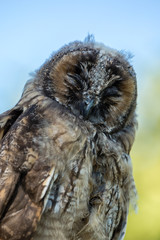 Close up of young Scops owl in Balagne region of Corsica