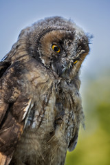 Close up of young Scops owl with bright yellow eyes
