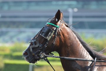 Obraz premium trotteur