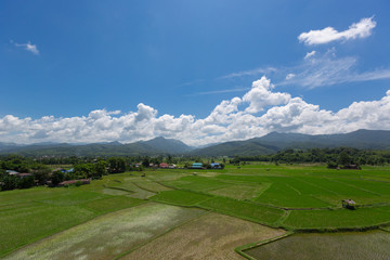 Rice field countryside