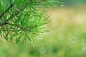 Fototapeta na wymiar Pine needles with morning dew drops 