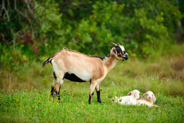 goat