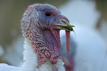 Weißer balzender Truthahn in Freilandhaltung
