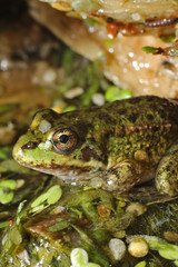 Frog in a pond