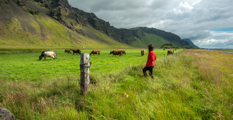 Fototapeta na wymiar Watching the Icelandic cows