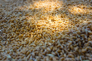 ripe wheat grain