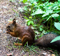  Red squirrel. Eaten squirrel in a grass. Small ginger squirrel