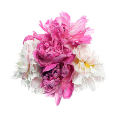 Different color peony flowers