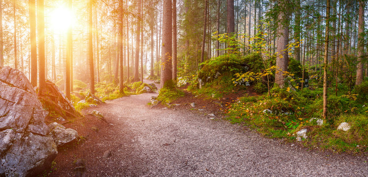 Fototapeta Landscape with Autumn Forest