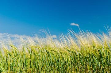 Obraz premium green agricultual field under deep blue sky
