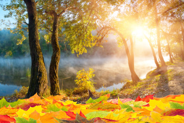 Fall Background with Foliage