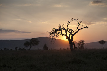 Fototapeta premium Acacia Tree at Sunset, Tarangire, Tanzania