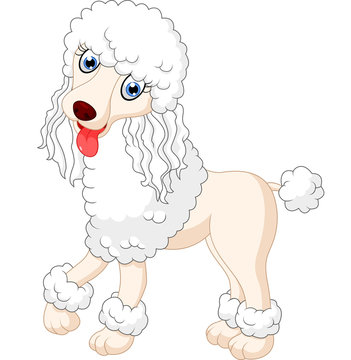 cute  poodle dog 