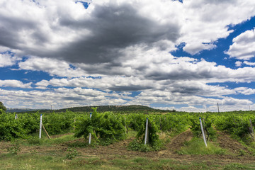 Fototapeta na wymiar Landscape with wine grapes in the vineyard. Crimea