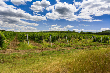 Fototapeta na wymiar Landscape with wine grapes in the vineyard. Crimea