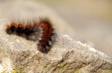 Brown caterpillar on a rock