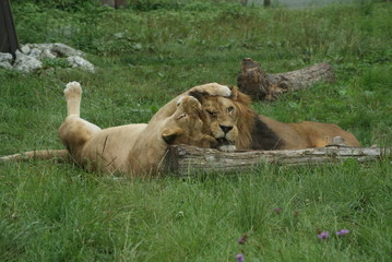Lions