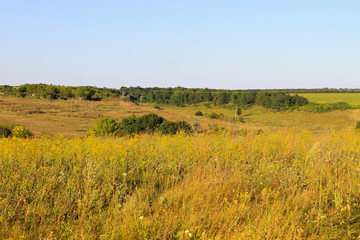 Summer landscape with meadow, trees and hills