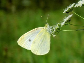 White butterfly on meadow flower in wild nature during spring