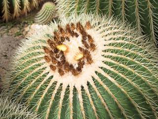 Goldkugelkaktus, Echinocactus grusonii
