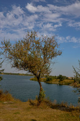 Fototapeta na wymiar tree growing on the shore of the lake