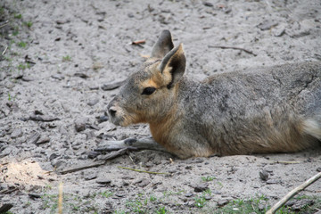 mara 27082016