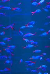 Fototapeta na wymiar Shoal of fish fishes red-tail in blue light.