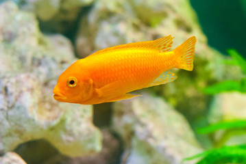 Goldfish yellow in water, stones and algae.