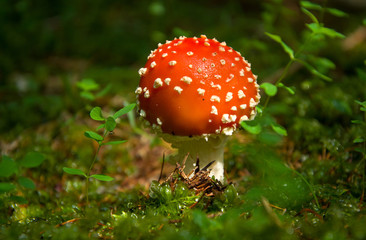 Mushroom fly agaric