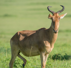 Fototapeta premium Hartebeest