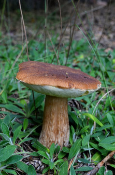 mushroom fungi poland