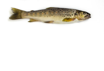 Naklejka premium Raw trout on a white background