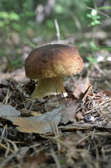 mushroom fungi
