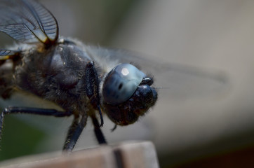 dragonfly