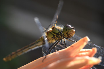 dragonfly