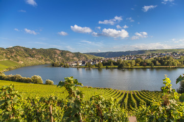 Fototapeta premium view on Moselle and vineyards in Germany Piesport