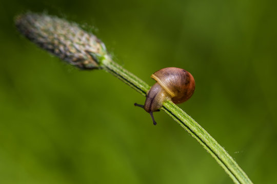 Acrobat