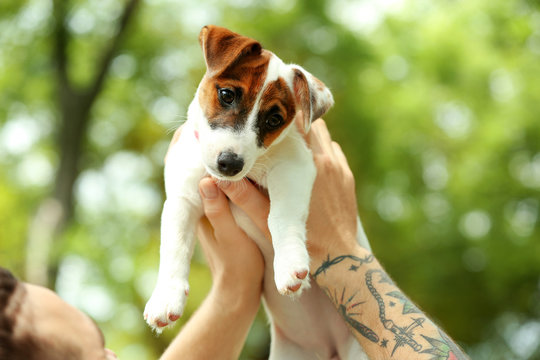 Man hands holding cute dog