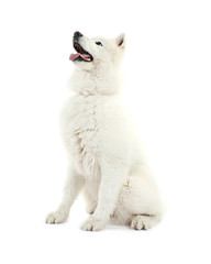 Fluffy samoyed dog isolated on white