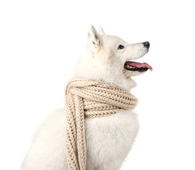 Fluffy samoyed dog wearing beige scarf isolated on white