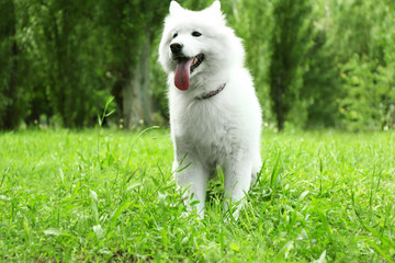 Fluffy samoyed dog in green park