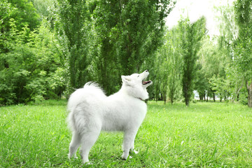 Fluffy samoyed dog in green park