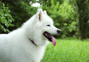 Obraz premium Fluffy samoyed dog in green park