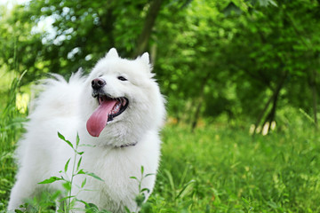 Fluffy samoyed dog in green park