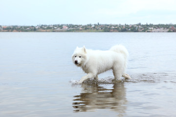 Fluffy samoyed dog in water on river bank