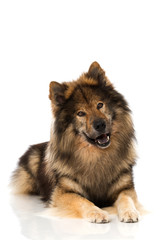 Liegender Eurasier
