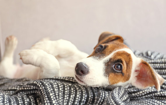 Cute Small Dog Jack Russell Terrier On Couch