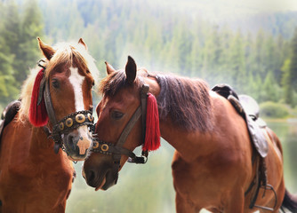 Obraz premium Horses near lake