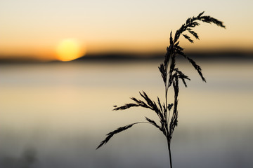 Straw silhouette in sunset