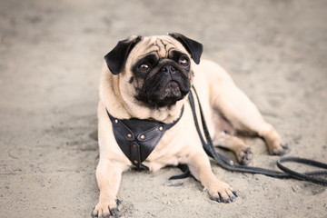 Pug dog lying on a sand